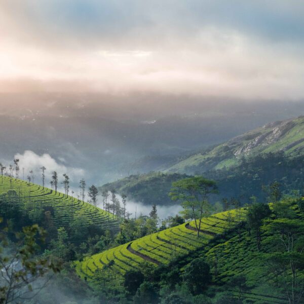Marvellous Munnar Tour Packages From Kerala