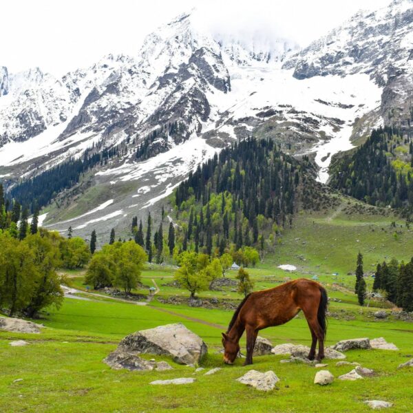 Coolest Kashmir Tour Packages From Kerala